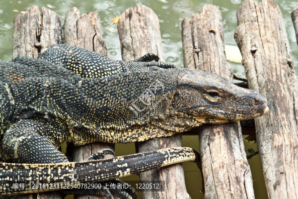 水巨蜥（Varanus,salvator