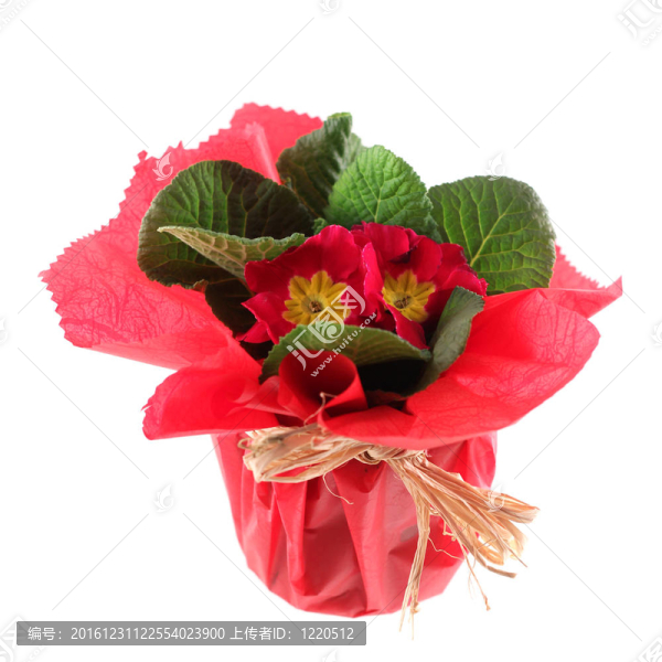 美麗的面包和奶酪的花瓶WRA