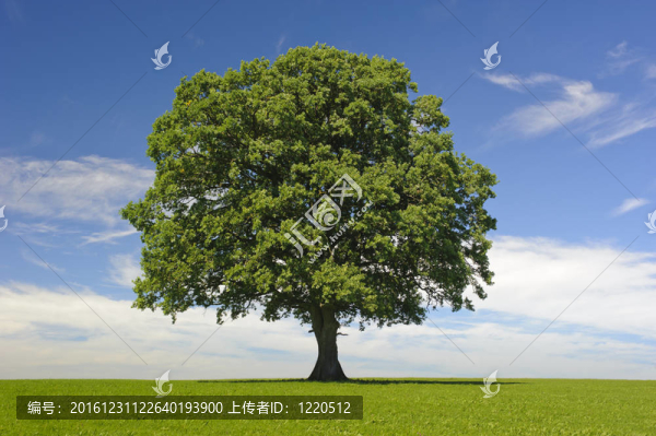 春季單木