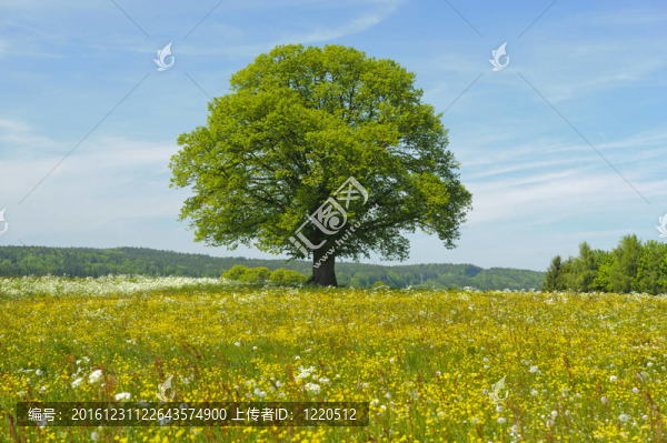 春季單木