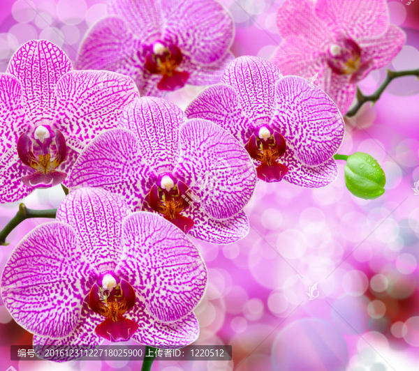 蘭花
