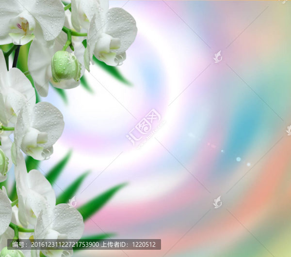 蘭花