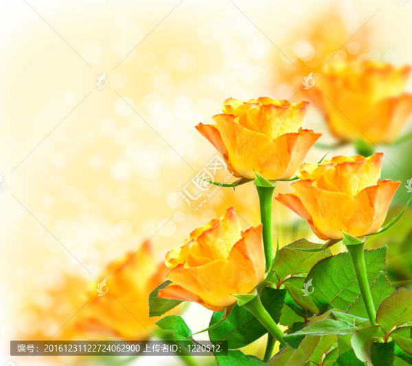 玫瑰的花