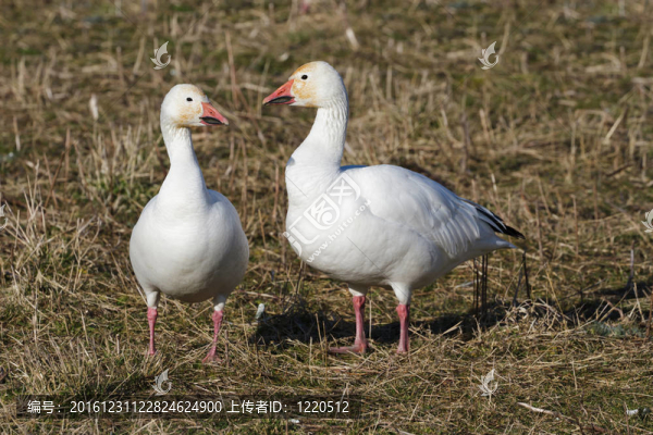 雪鵝