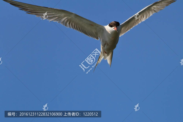 普通燕鷗