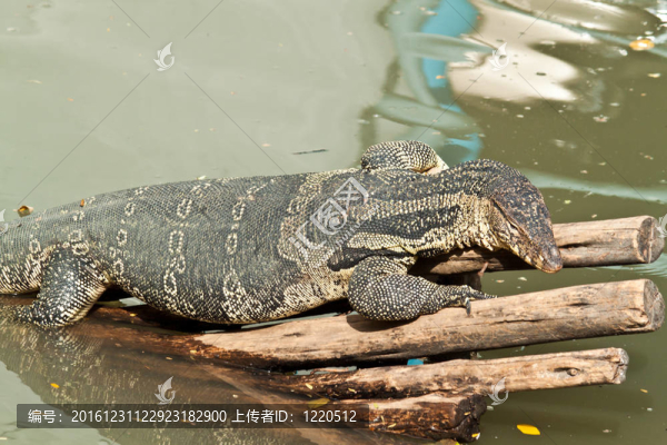 水巨蜥（Varanus,salvator