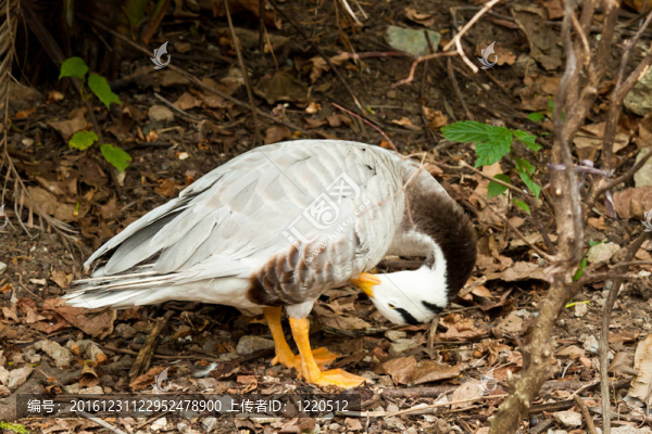 美麗的Man,Duck