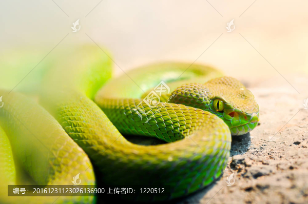 大眼睛的毒蛇