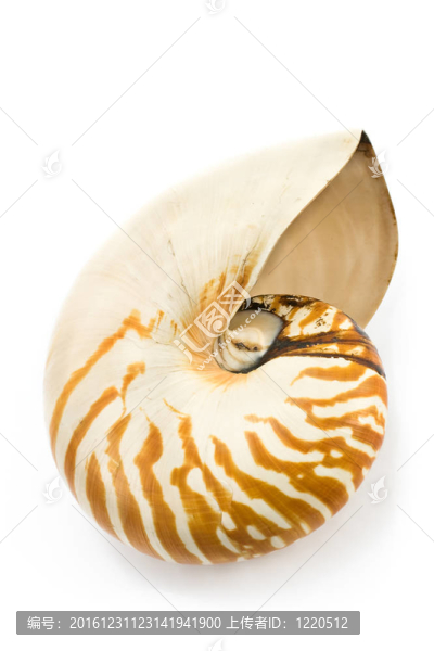 貝殼狀