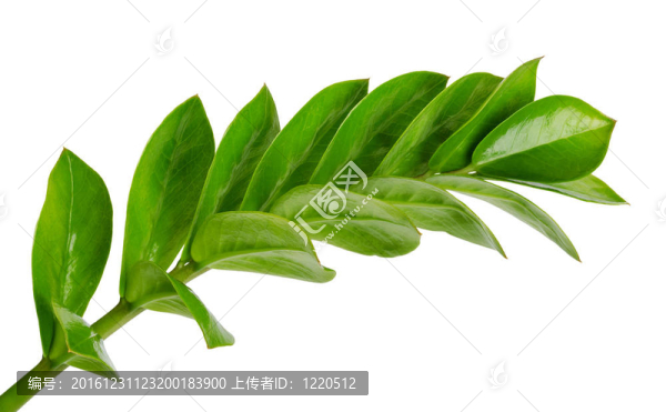 綠葉枝