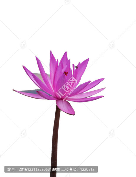 池塘里的荷花。