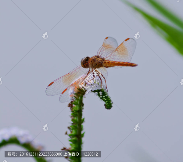 蜻蜓