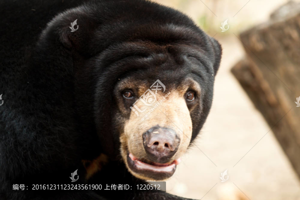 熊