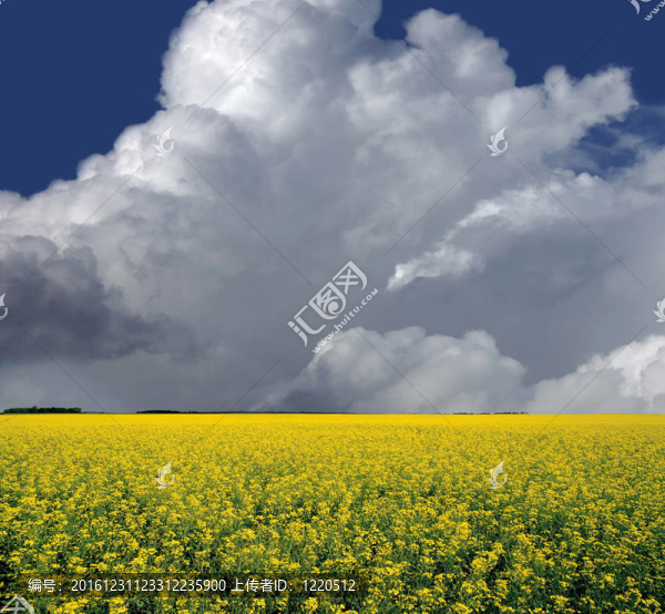 草原夏天的天空和一片油菜種子