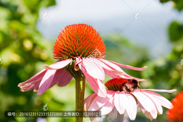 對(duì)紫錐花蝴蝶