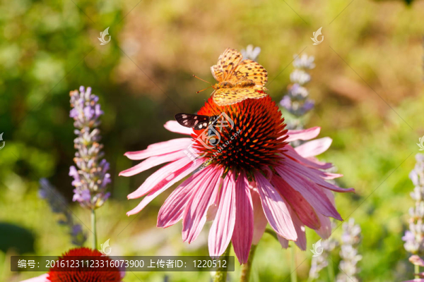 對紫錐花蝴蝶