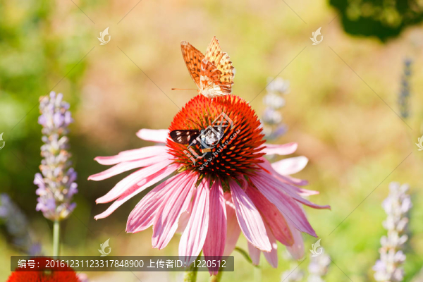 對紫錐花蝴蝶
