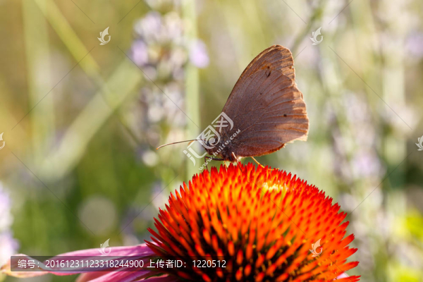 對(duì)紫錐花蝴蝶