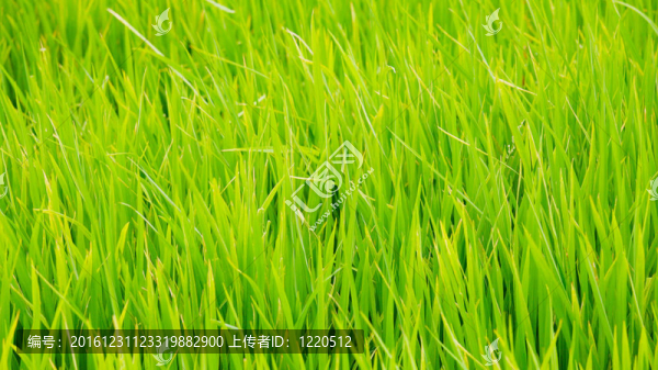 綠草背景紋理直