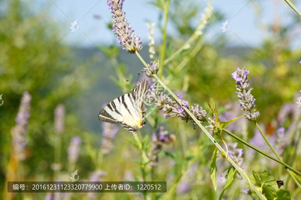舊世界燕尾在薰衣草花