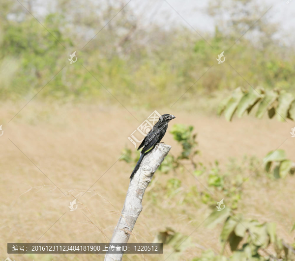 光滑的嘴鳥（Crotophaga,ANI）棲息在樹枝