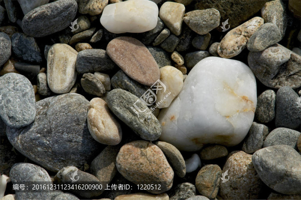 海貝殼