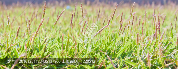 草地背景紋理