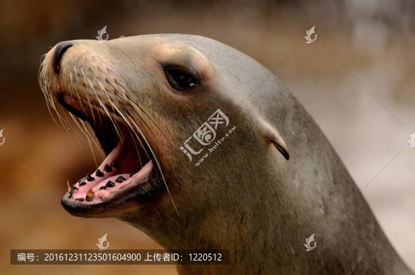 叫海獅