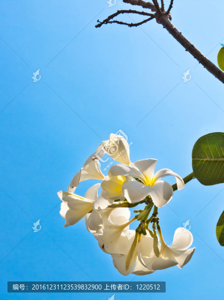 雞蛋花白色