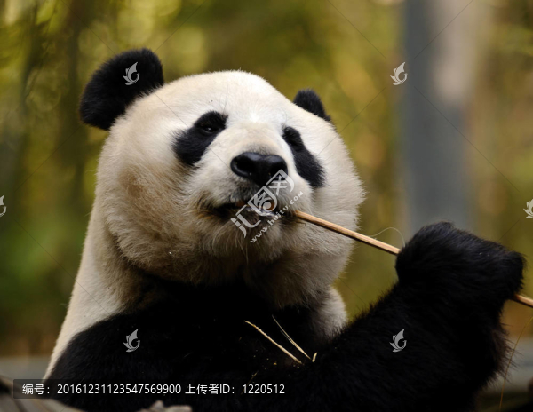 熊貓吃竹子
