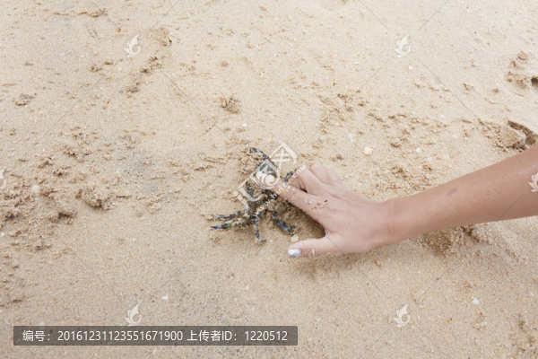 食指停止蟹