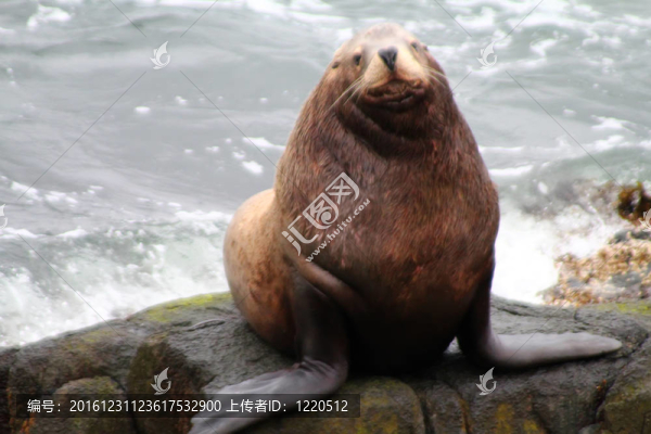 北海獅（海獅）。