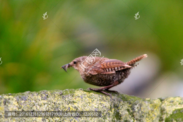 指揮官Winter,Wren