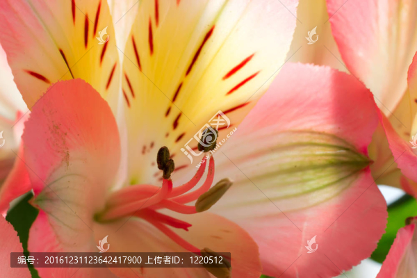 綠色背景上的粉紅色花朵