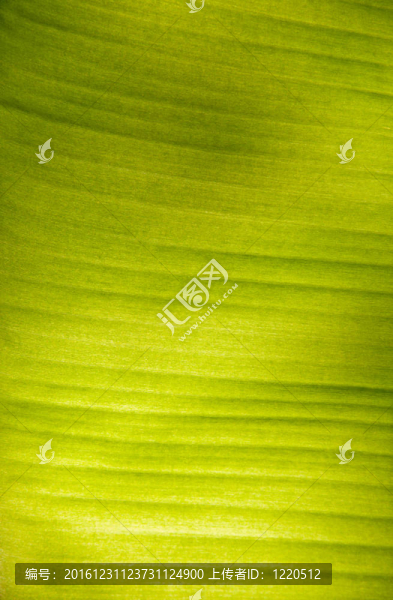 香蕉葉背景效應(yīng)