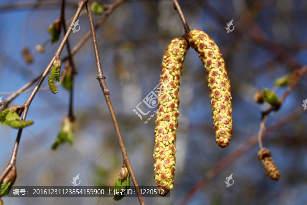 樺木的耳環(huán)
