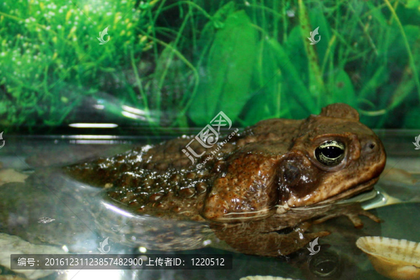 大蟾蜍