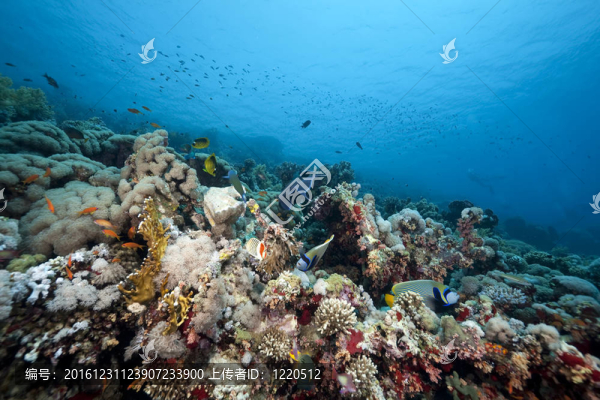 紅海的珊瑚和魚類