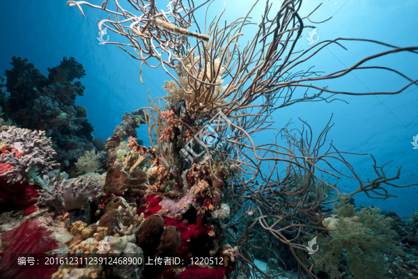 紅海的珊瑚和魚(yú)類