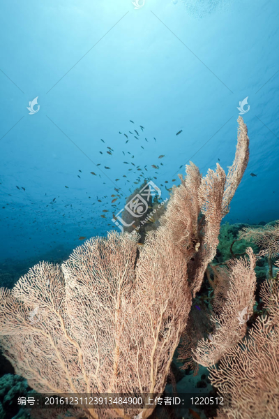 紅海的珊瑚和魚類