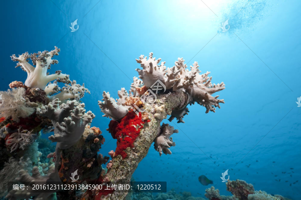 紅海的珊瑚和魚類