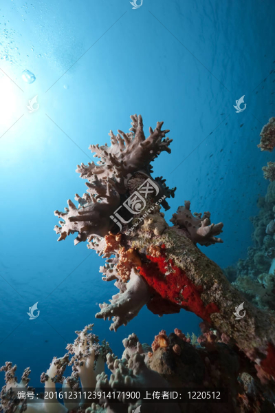 紅海的珊瑚和魚類