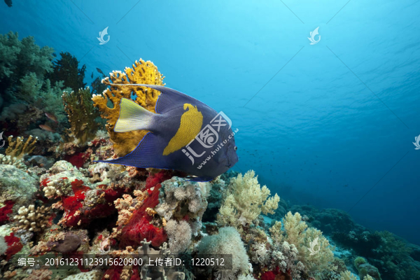 紅海的珊瑚和魚(yú)類(lèi)