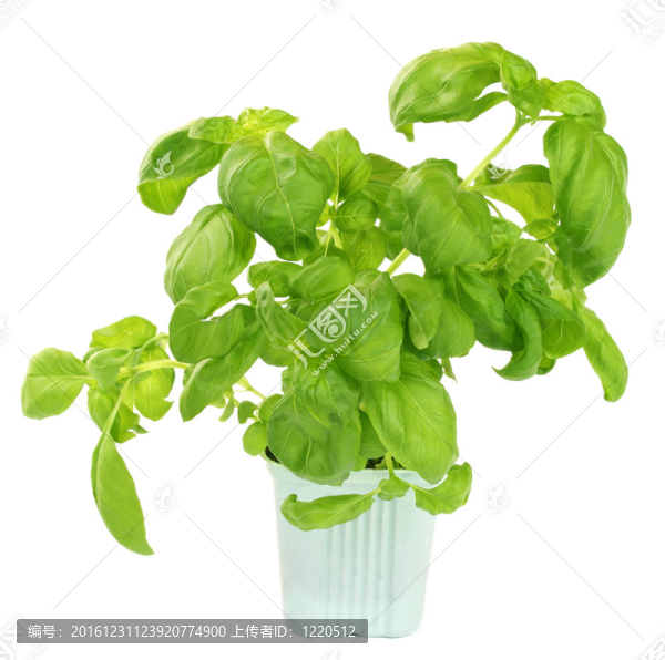 新鮮羅勒植物