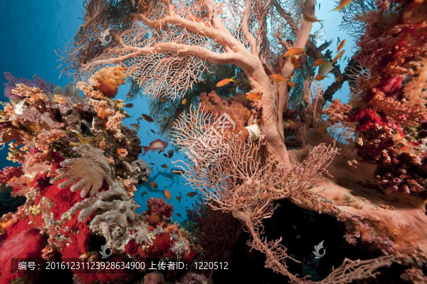 紅海的珊瑚和魚類