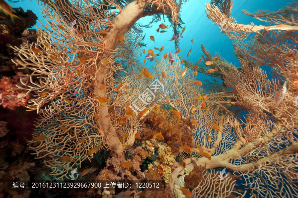 紅海的珊瑚和魚類