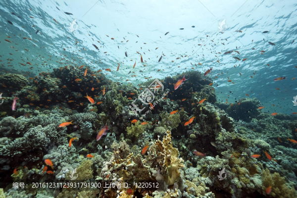 紅海的珊瑚和魚類