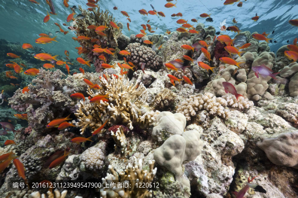 紅海的珊瑚和魚類