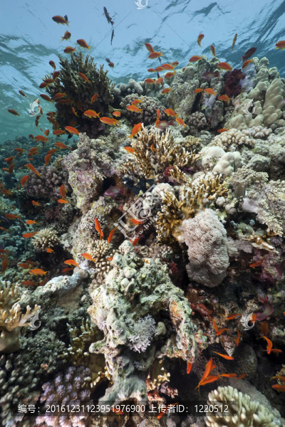 紅海的珊瑚和魚類