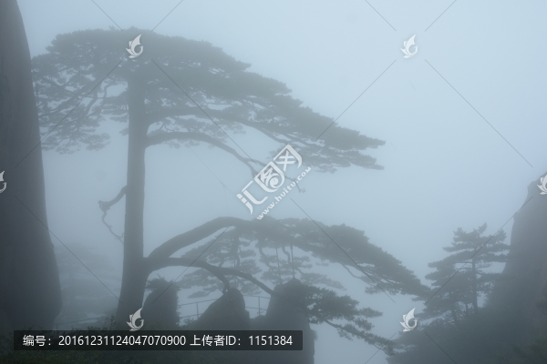 霧中迎客松